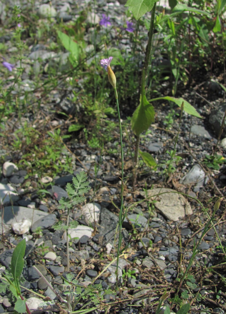 Image of Petrorhagia prolifera specimen.