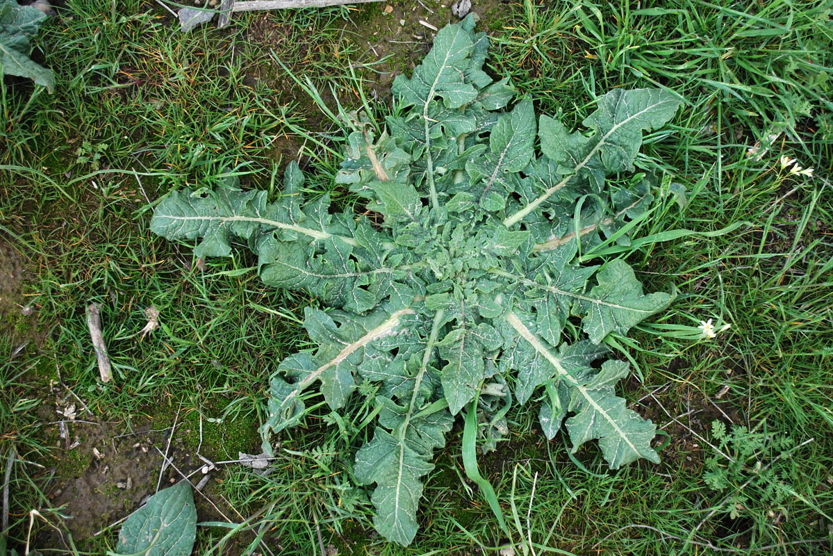 Image of Centaurea iberica specimen.