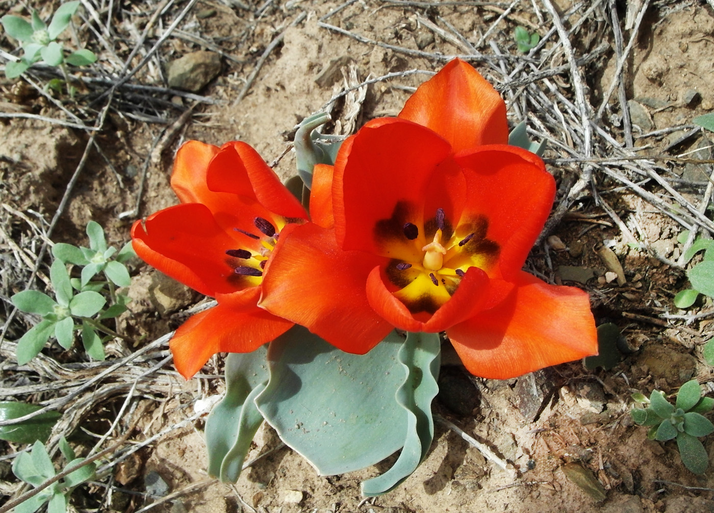 Image of Tulipa alberti specimen.