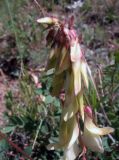 Hedysarum semenowii