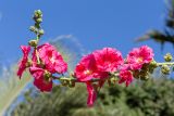 Alcea rosea