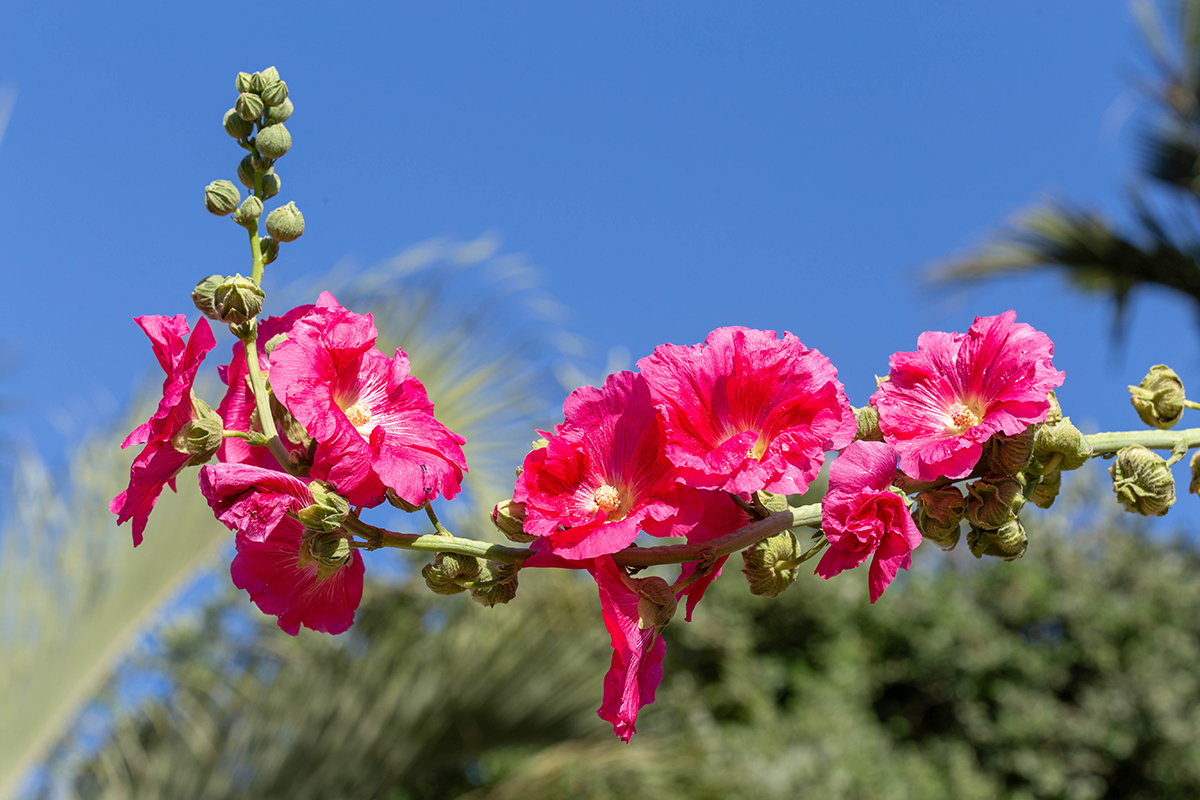 Изображение особи Alcea rosea.