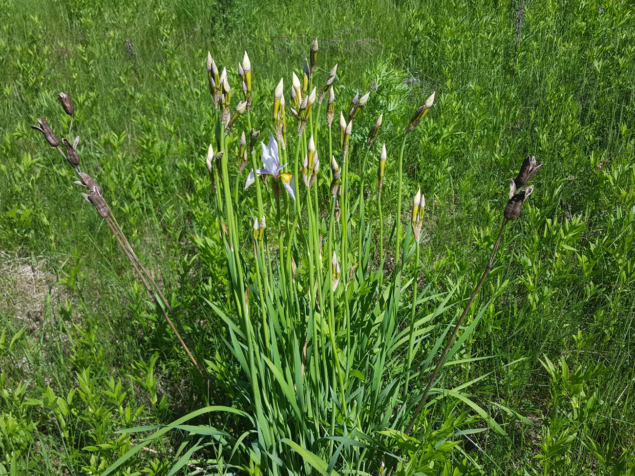 Изображение особи Iris sanguinea.