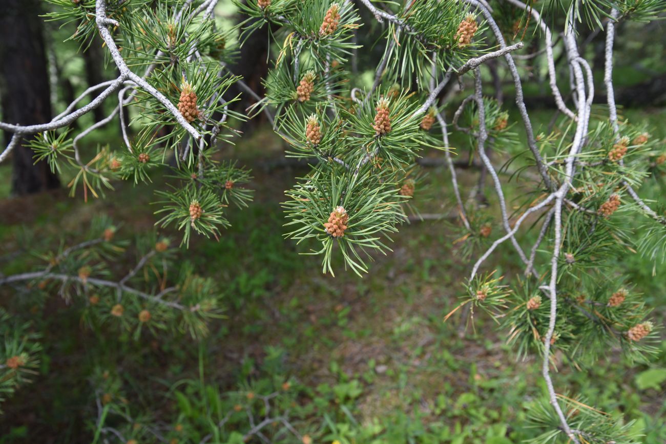 Image of Pinus sylvestris ssp. hamata specimen.