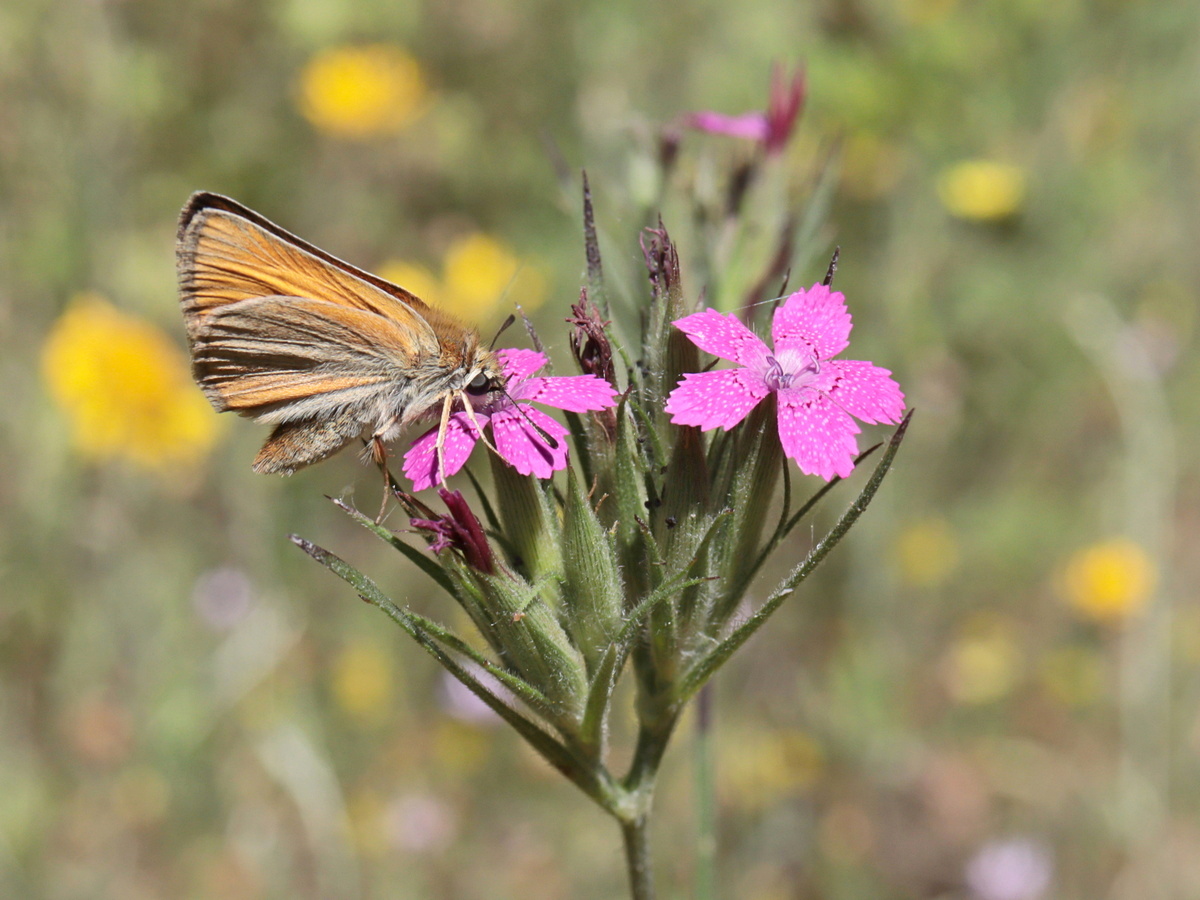 Image of Dianthus armeria specimen.