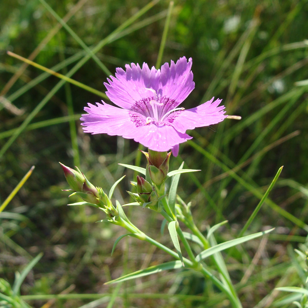 Image of Dianthus chinensis specimen.