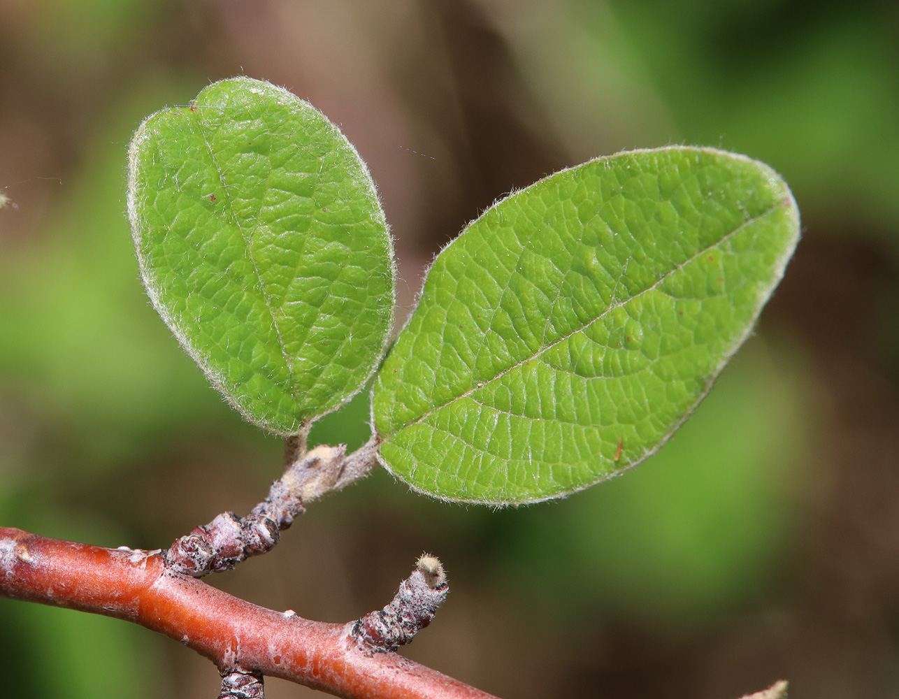 Image of Cotoneaster melanocarpus specimen.