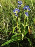 Gentiana decumbens