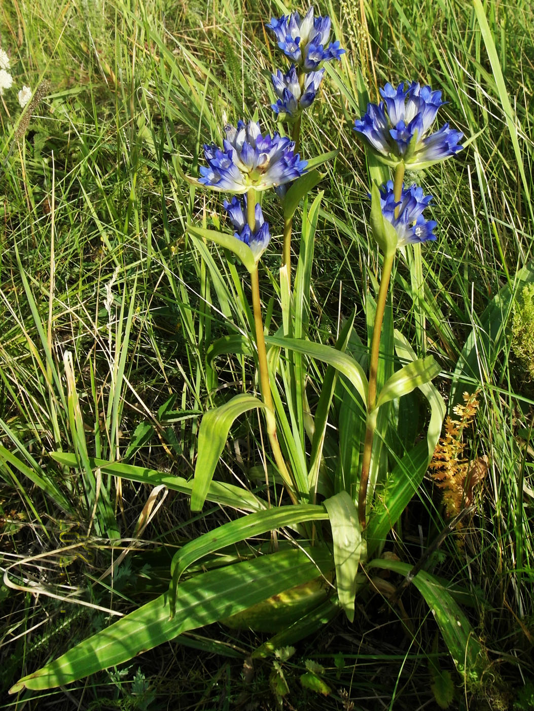 Изображение особи Gentiana decumbens.