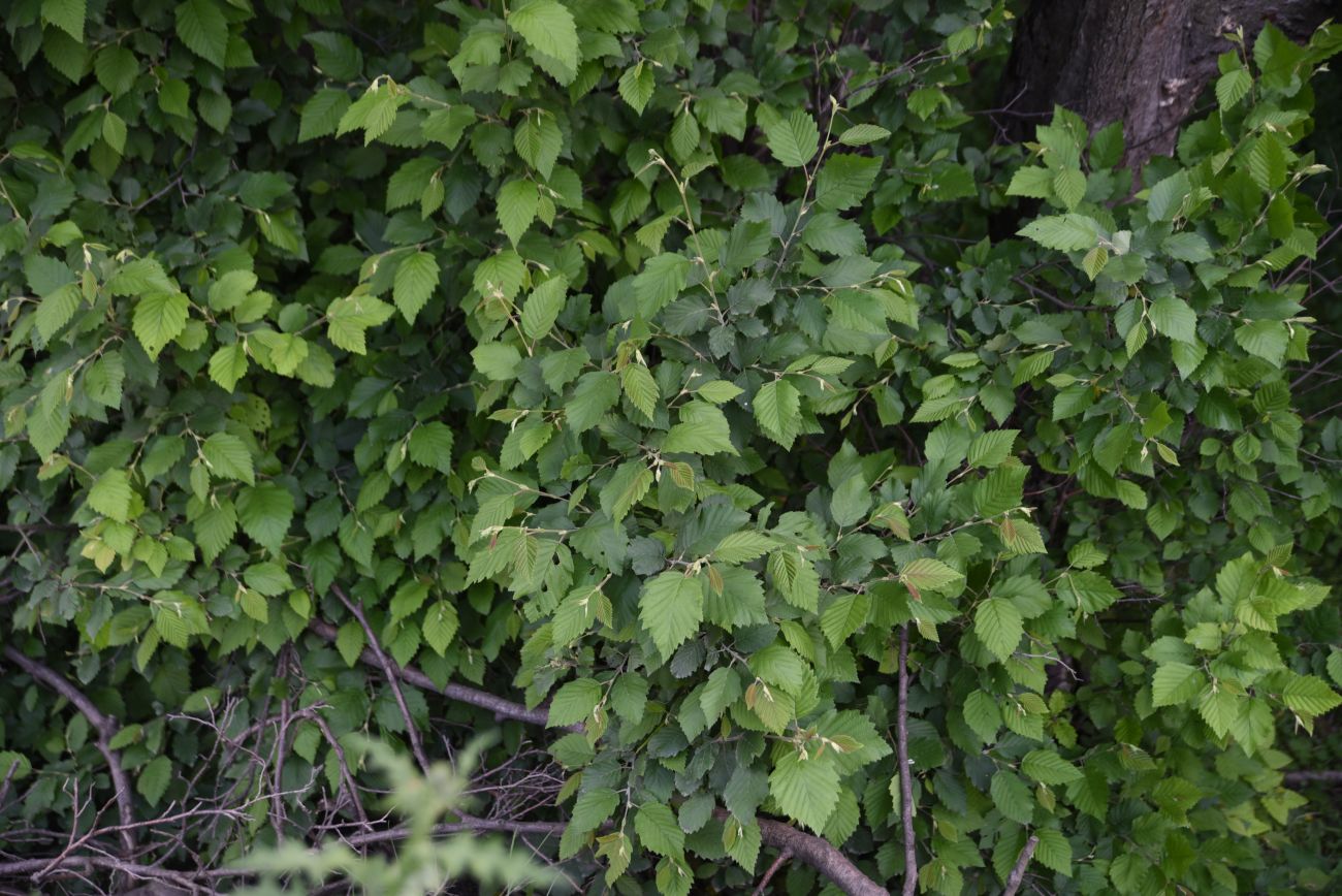 Image of Alnus incana specimen.