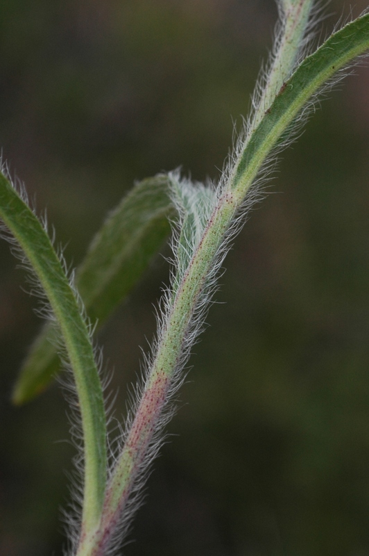 Изображение особи Pilosella echioides.