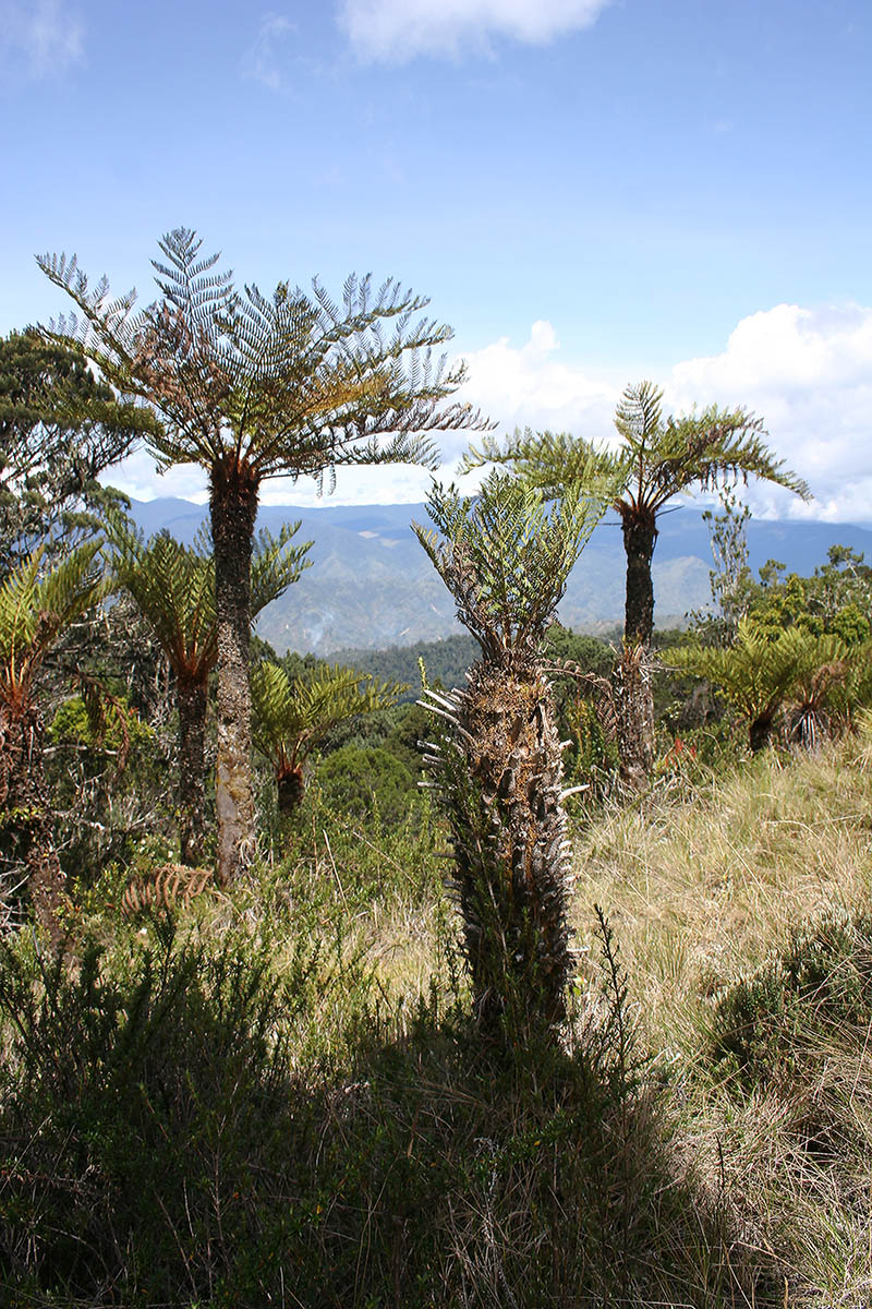 Изображение особи семейство Cyatheaceae.