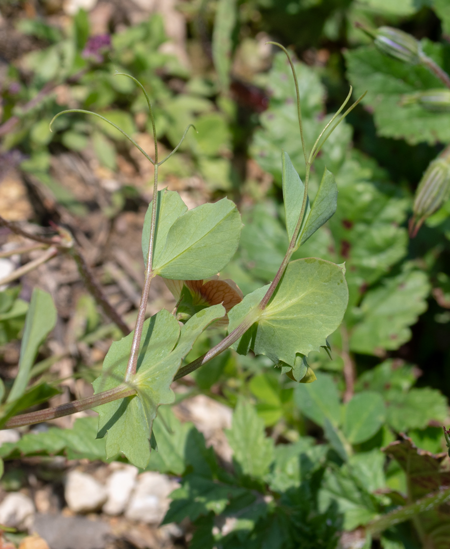 Image of Lathyrus fulvus specimen.