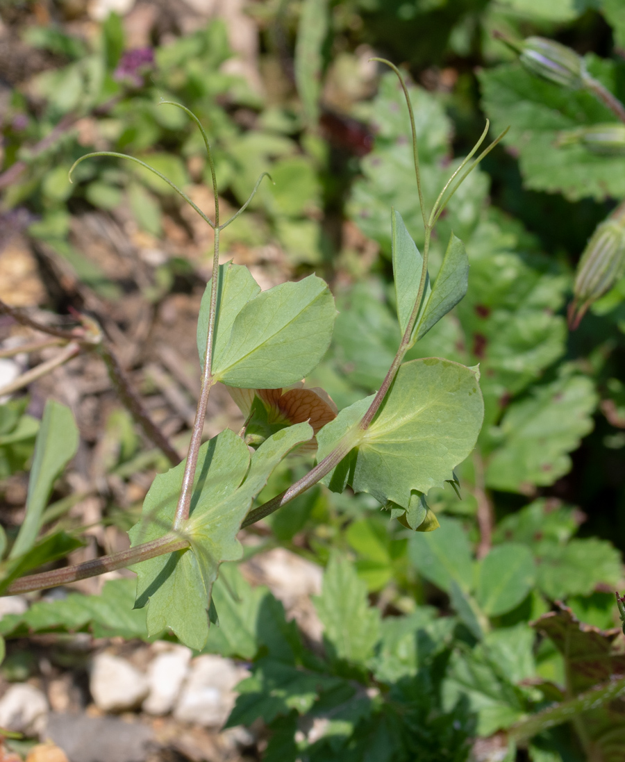 Изображение особи Lathyrus fulvus.