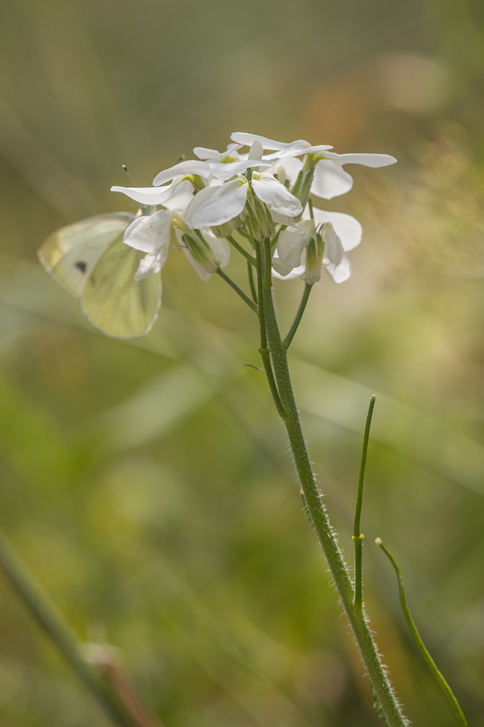 Image of Hesperis voronovii specimen.