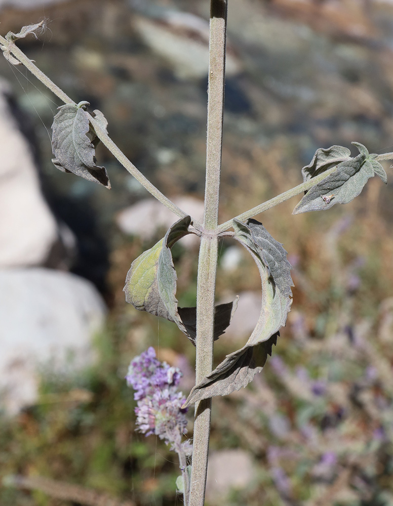 Image of Mentha asiatica specimen.