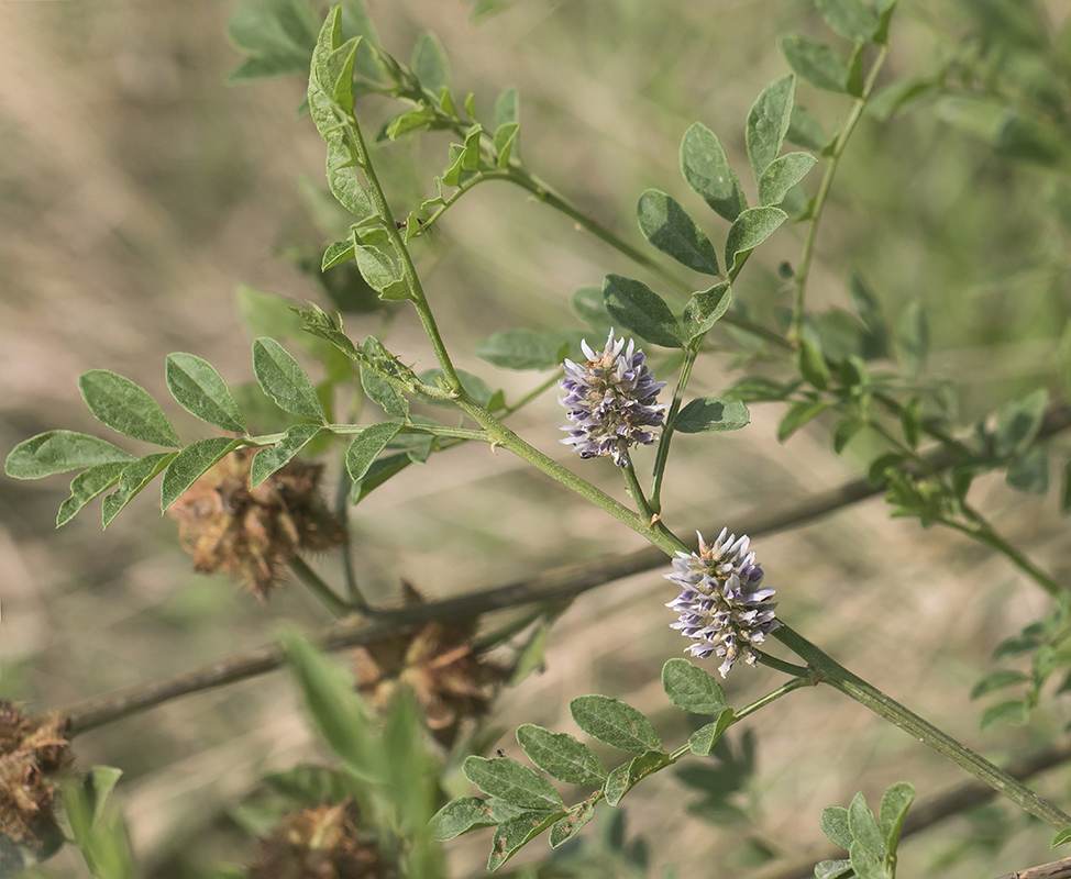 Изображение особи Glycyrrhiza echinata.