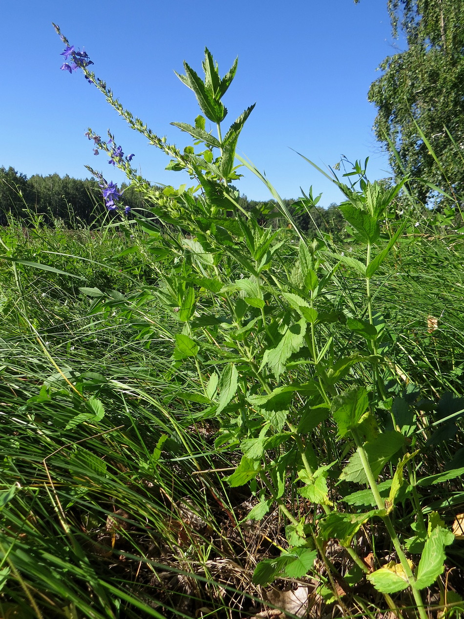 Изображение особи Veronica teucrium.