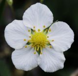 род Fragaria