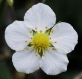 Fragaria