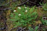 Sorbaria grandiflora. Цветущее растение (рядом видны ветви Pinus pumila). Хабаровский край, р-н им. Полины Осипенко, хр. Дуссе-Алинь, берег оз. Тюленье, ≈ 1200 м н.у.м., поросший мхами каменистый участок берега. 20.07.2021.