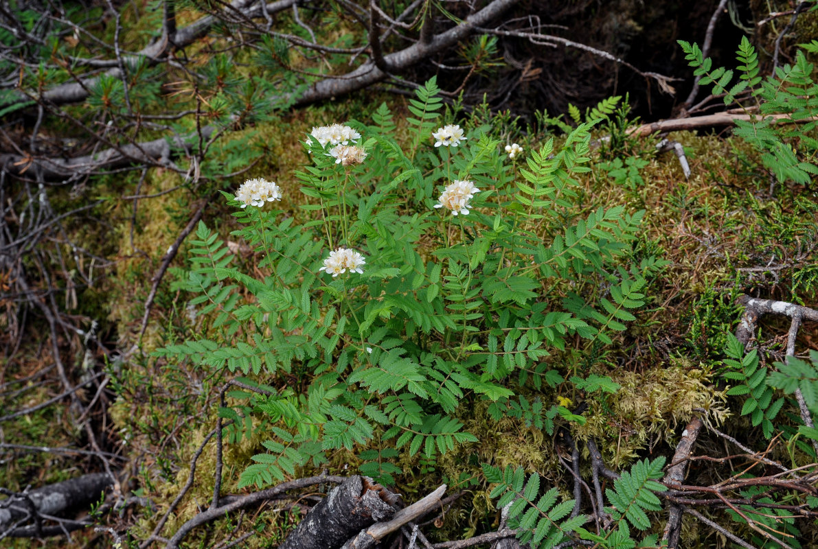 Image of Sorbaria grandiflora specimen.