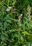 Sanguisorba tenuifolia. Верхушка цветущего растения в сообществе с Thermopsis lupinoides и Artemisia. Сахалин, Корсаковский гор. округ, мыс Евстафия, приморский луг. 25.08.2022.