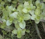 Image of taxon representative. Author is Игорь Павлов