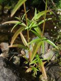 Epilobium palustre