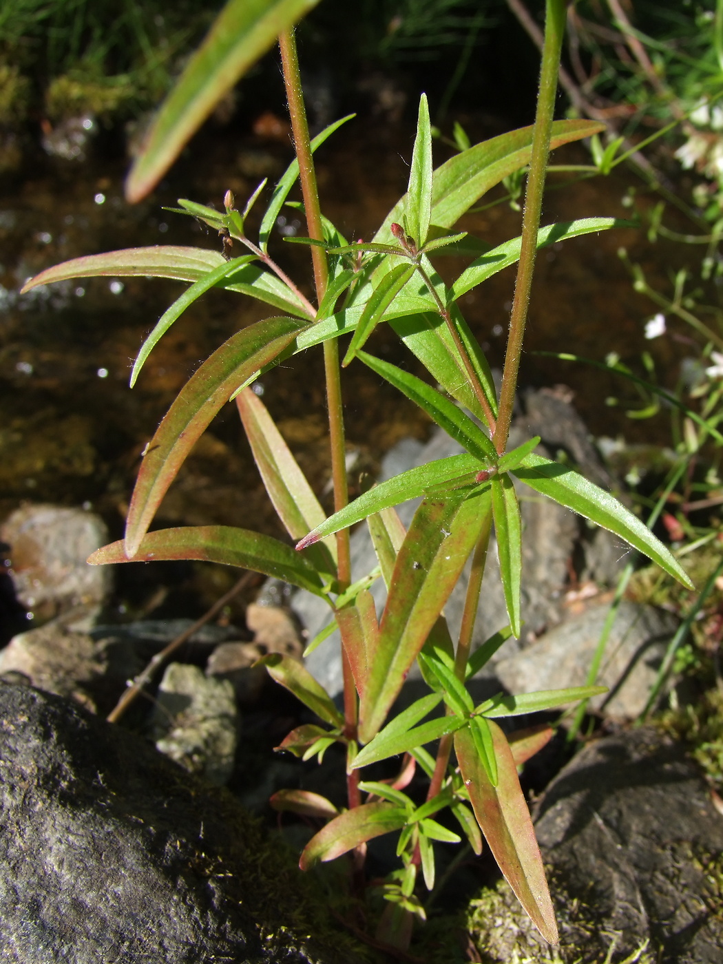 Image of Epilobium palustre specimen.