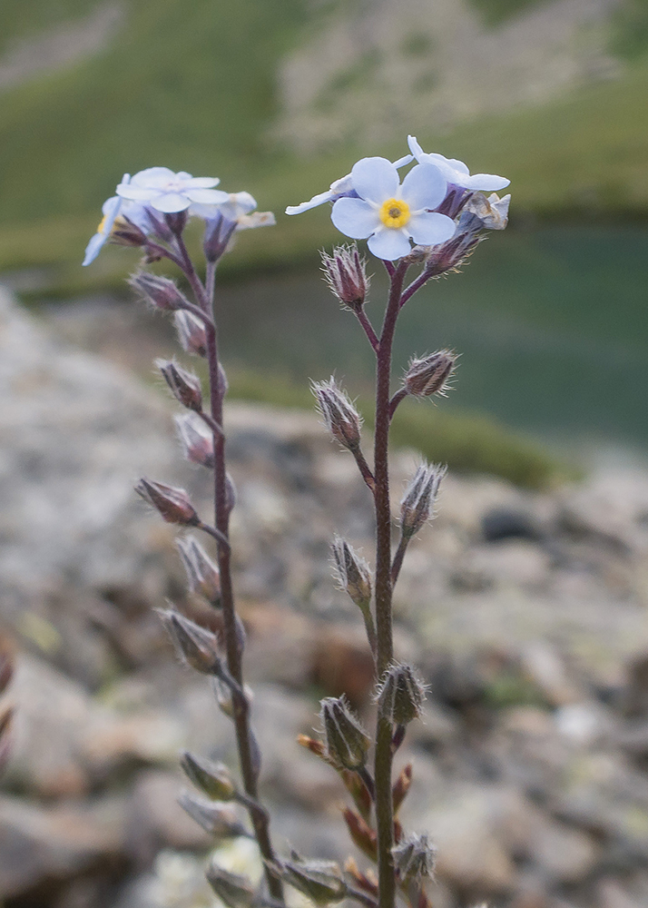 Изображение особи Myosotis alpestris.