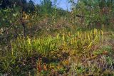 Lycopodium clavatum. Спороносящее растение на склоне заросшей насыпи вдоль ЛЭП. Свердловская обл., окр. г. Североуральск, пос. Третий Северный, опушка сосново-елового леса. 18.08.2007.