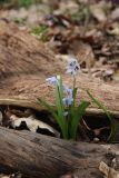 Scilla siberica