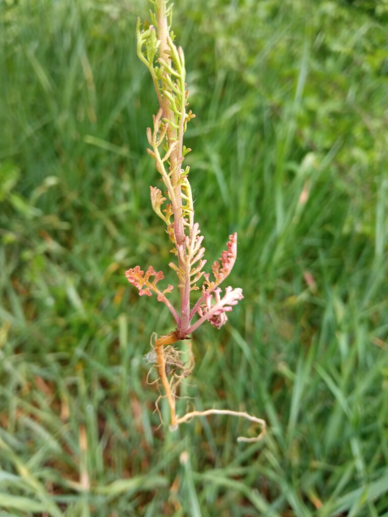 Изображение особи Verbascum orientale.