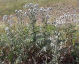 View full-size image Echinops sphaerocephalus
