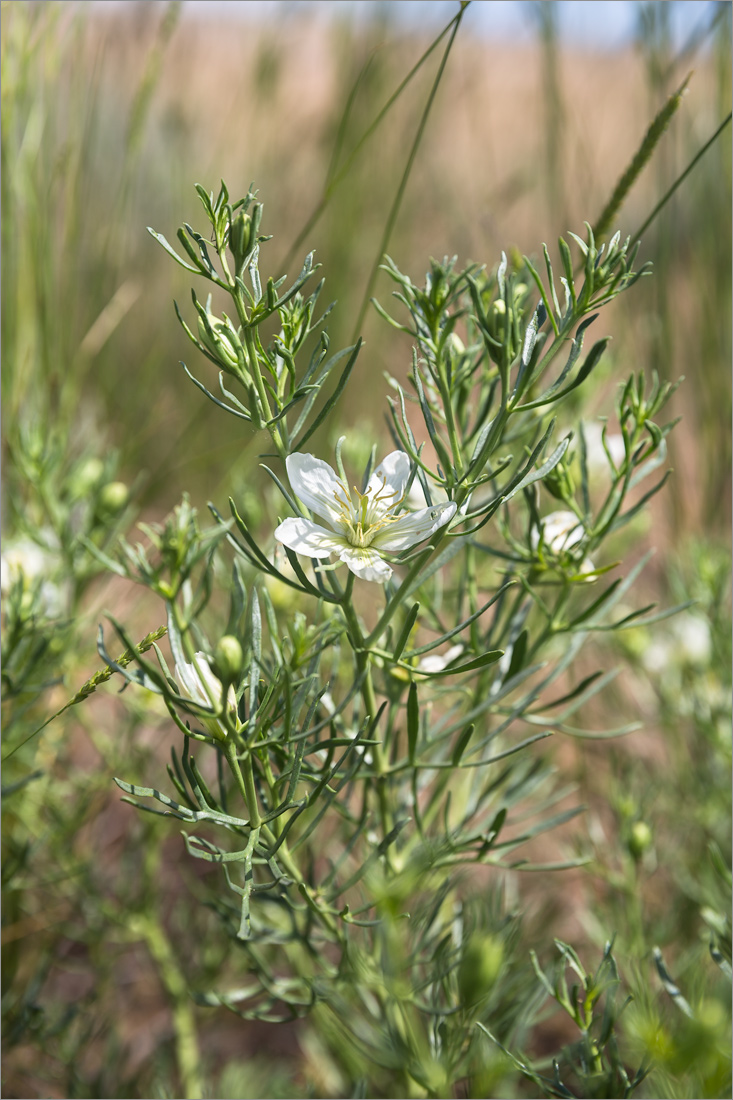 Image of Peganum harmala specimen.