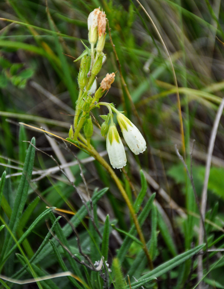 Image of Onosma simplicissima specimen.