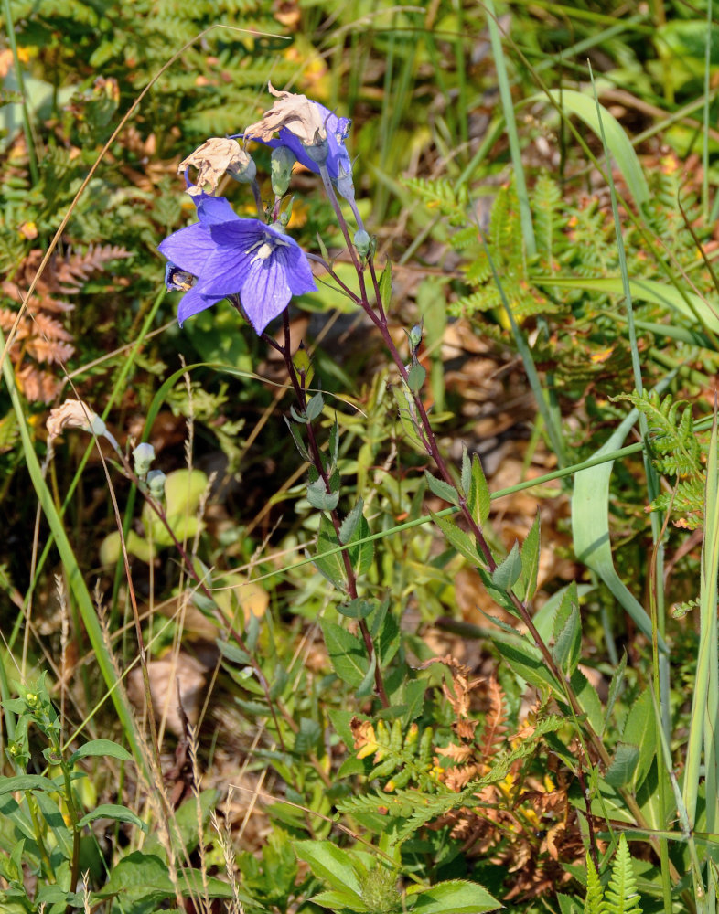 Image of Platycodon grandiflorus specimen.