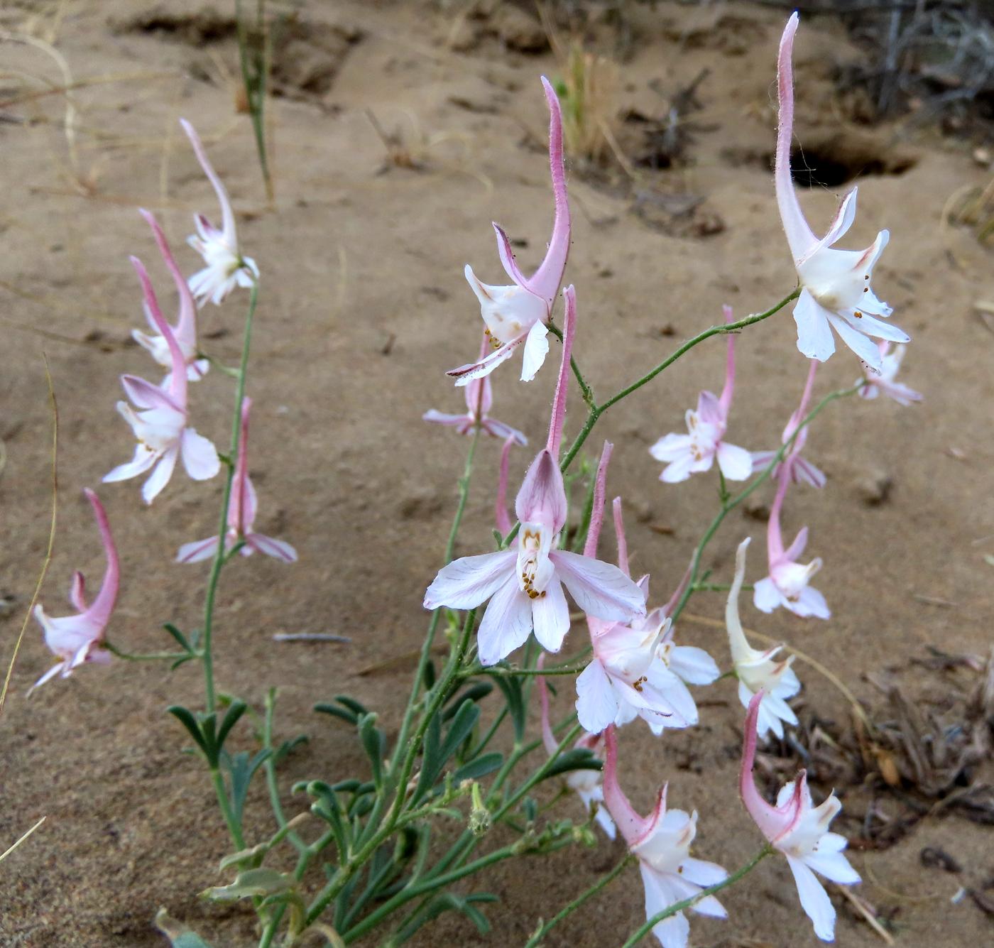 Image of Delphinium camptocarpum specimen.