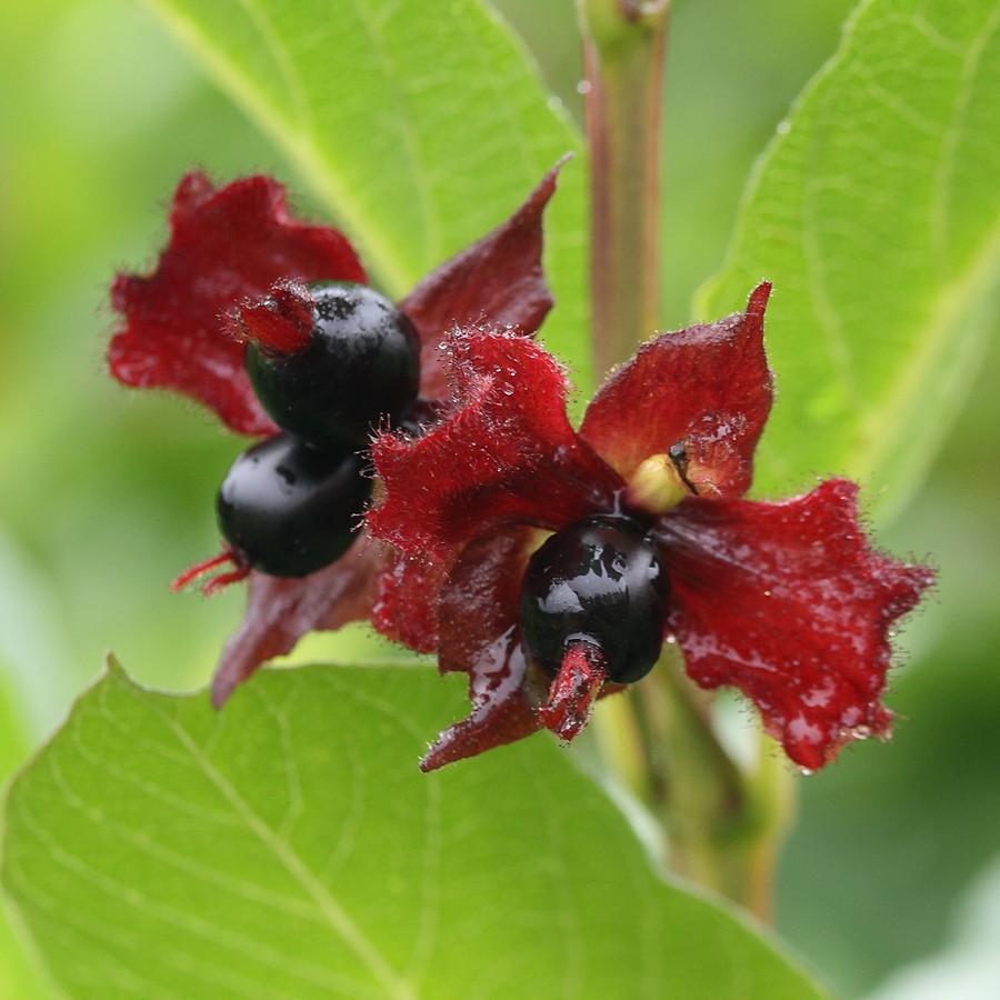 Image of Lonicera involucrata specimen.