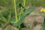 genus Brassica. Стебель с листом и основанием пазушного побега в средней части растения. Санкт-Петербург, Фрунзенский р-н, Исфаханский сквер у парка \"Яблоневый сад\", нарушенный участок газона. 14.05.2023.
