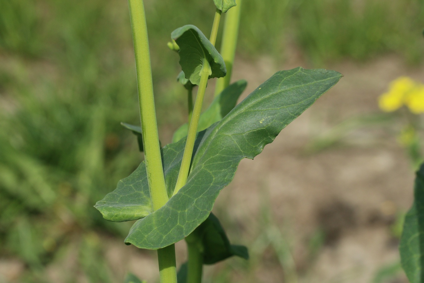 Image of Brassica campestris specimen.