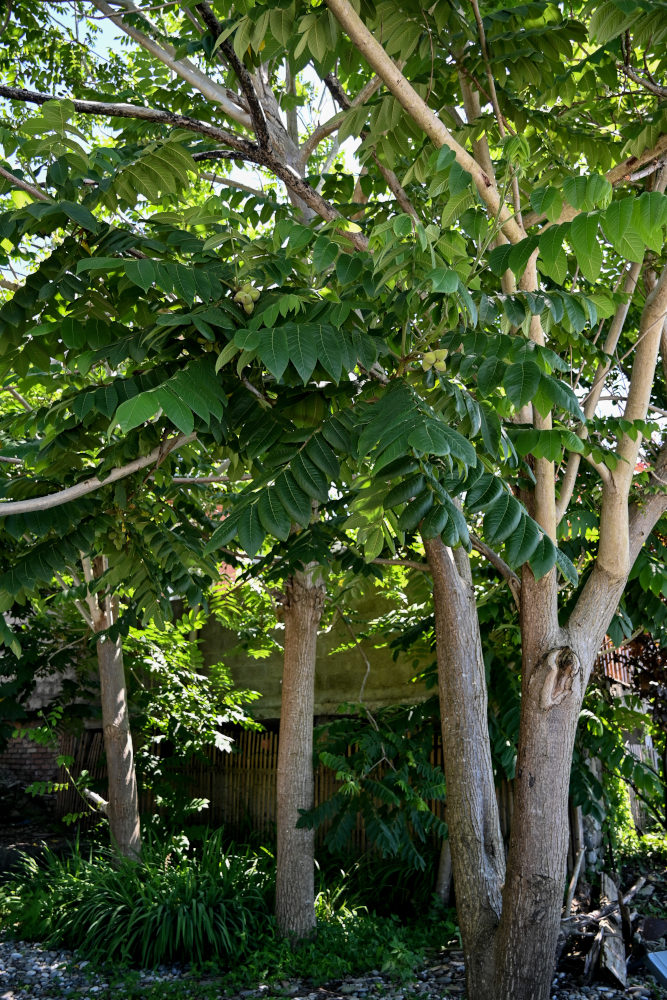 Изображение особи Juglans cinerea.