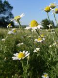 Anthemis ruthenica. Верхушки побегов с соцветиями. Ростовская обл., Усть-Донецкий р-н, окр. хут. Ольховской, песчаный берег р. Сухой Донец. 03.06.2023.