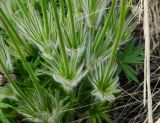 genus Pulsatilla