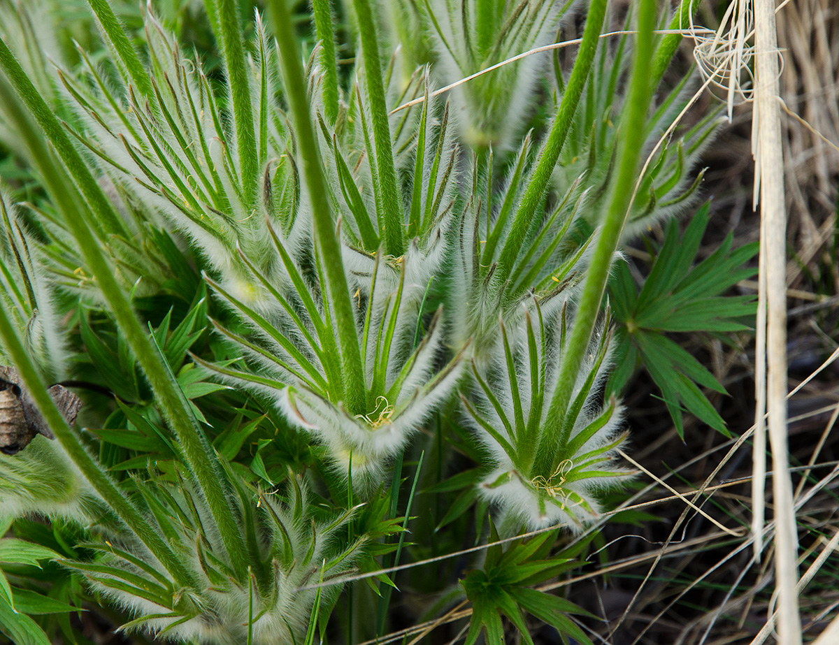 Image of genus Pulsatilla specimen.