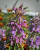 Monarda citriodora