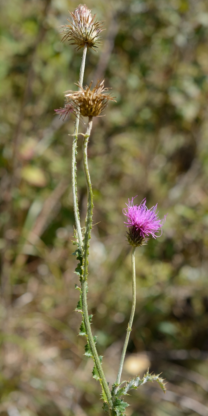 Image of Carduus adpressus specimen.