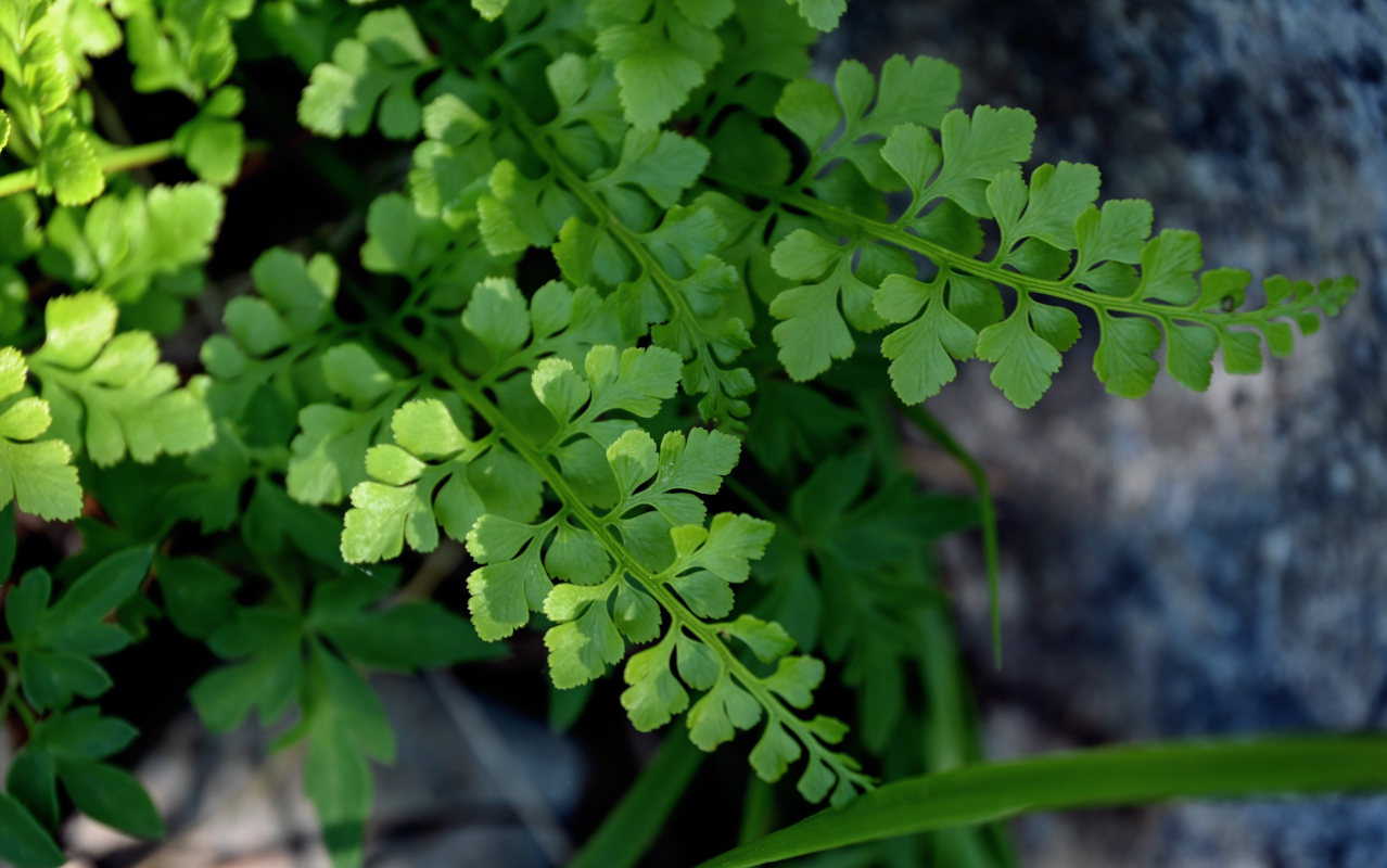 Изображение особи Asplenium sajanense.