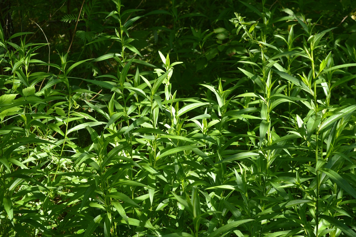 Image of Symphyotrichum &times; salignum specimen.